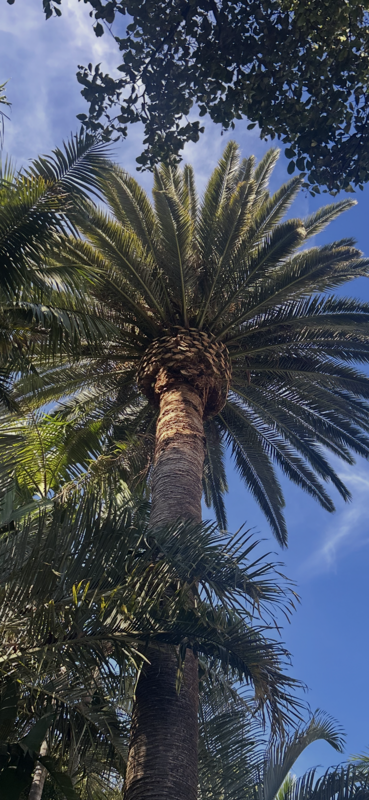 Erwin Tree Care & Services | 481 Beauchamp Rd, Maroubra NSW 2035, Australia | Phone: 0431 557 822