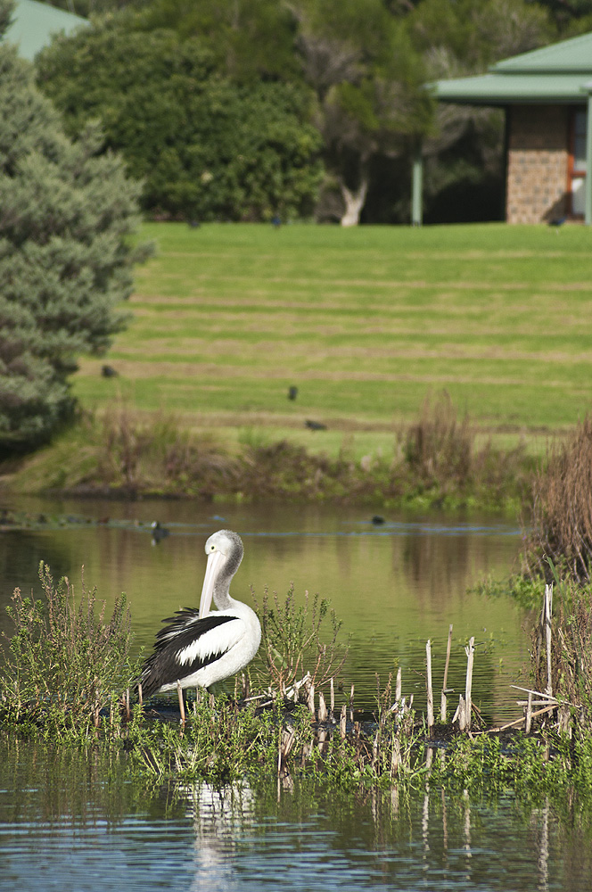 Apollo Bay Cottages | Telford St, Marengo VIC 3233, Australia | Phone: (03) 5237 6511