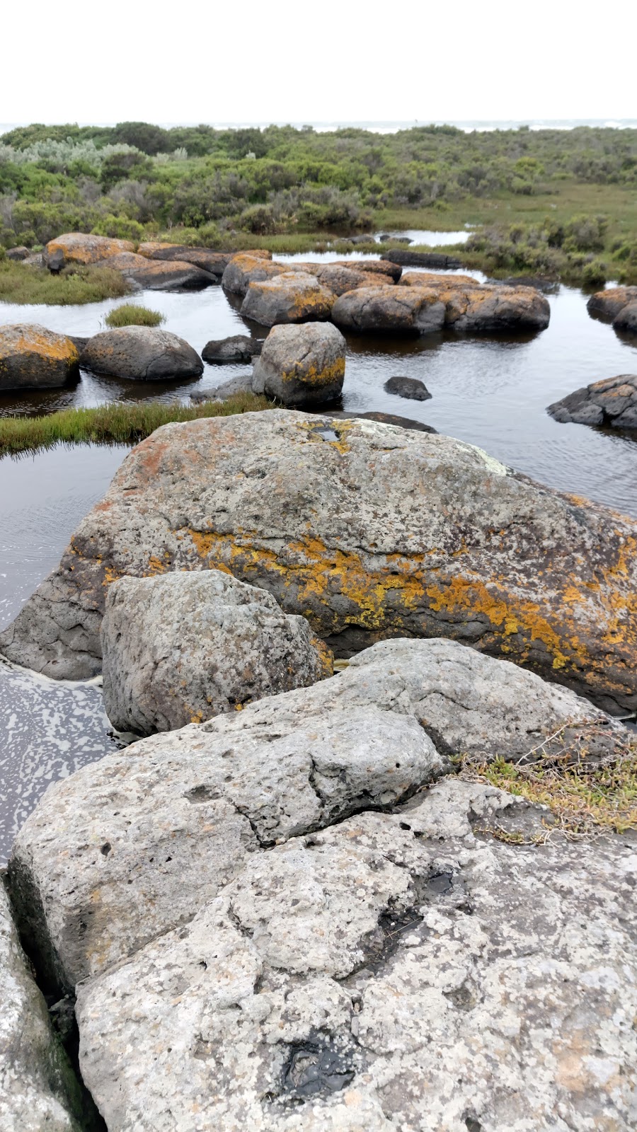 Jawbone Flora and Fauna Reserve | 29 Sandpiper Pl, Williamstown VIC 3016, Australia | Phone: 13 19 63