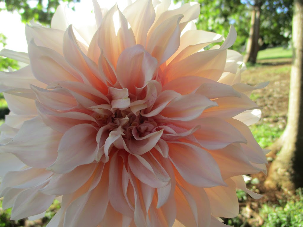 Hansfords Dahlias | 194 Hunters Rd, Ellinbank VIC 3821, Australia | Phone: 0439 610 134