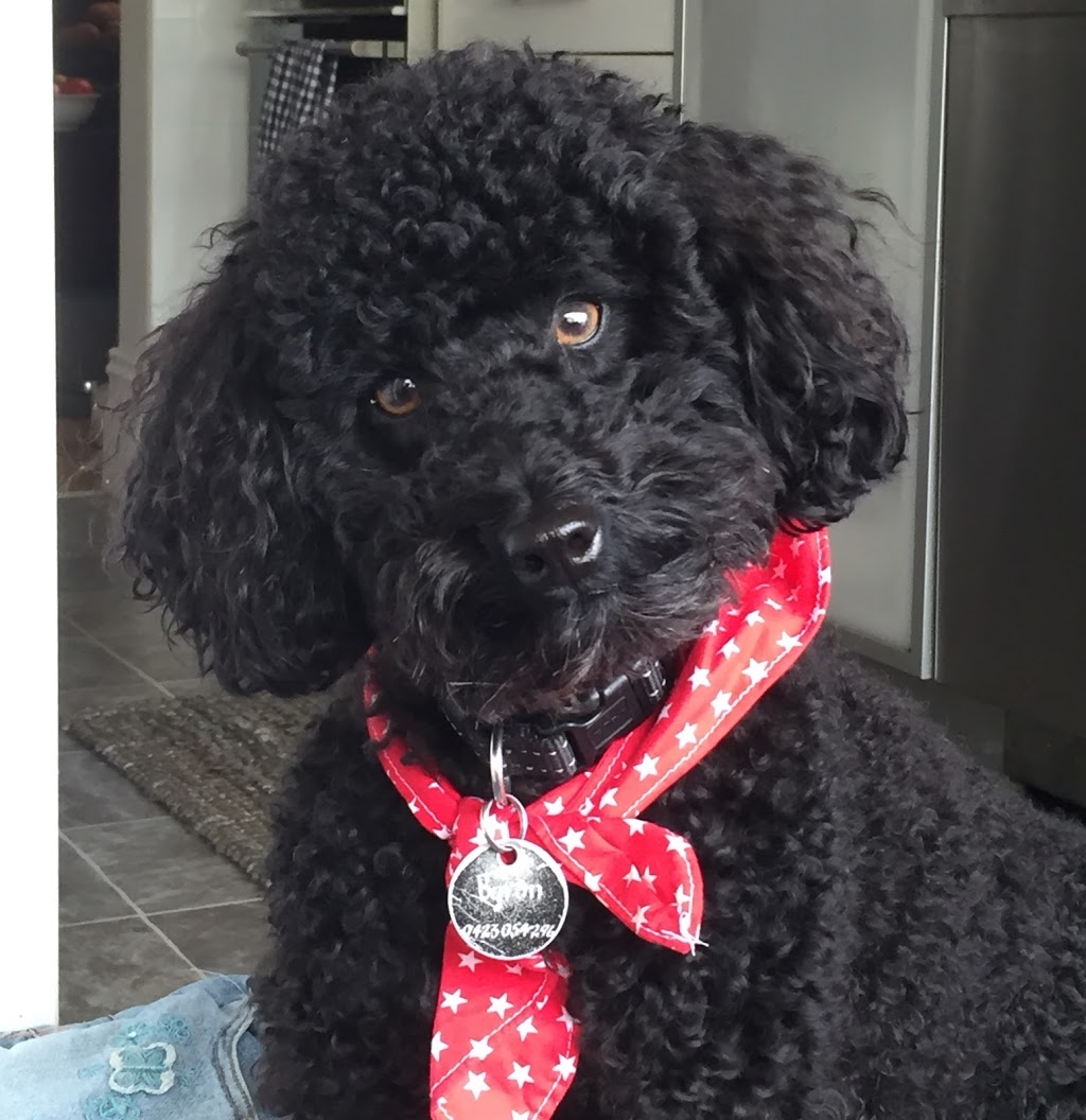 Poodles and Pooches | 27 Hurley Ct, Balnarring VIC 3926, Australia | Phone: 0417 388 697