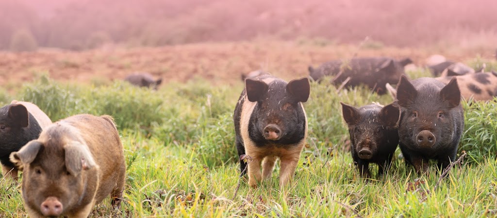 Preston Ridge Free Range Pork | 529 S Preston Rd, South Preston TAS 7315, Australia | Phone: 0492 171 373