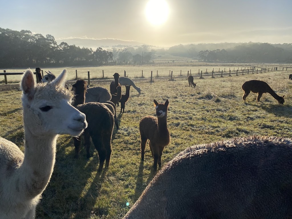 Lalirra Yellingbo Alpacas | Taylor Rd, Yellingbo VIC 3139, Australia | Phone: 0403 725 742
