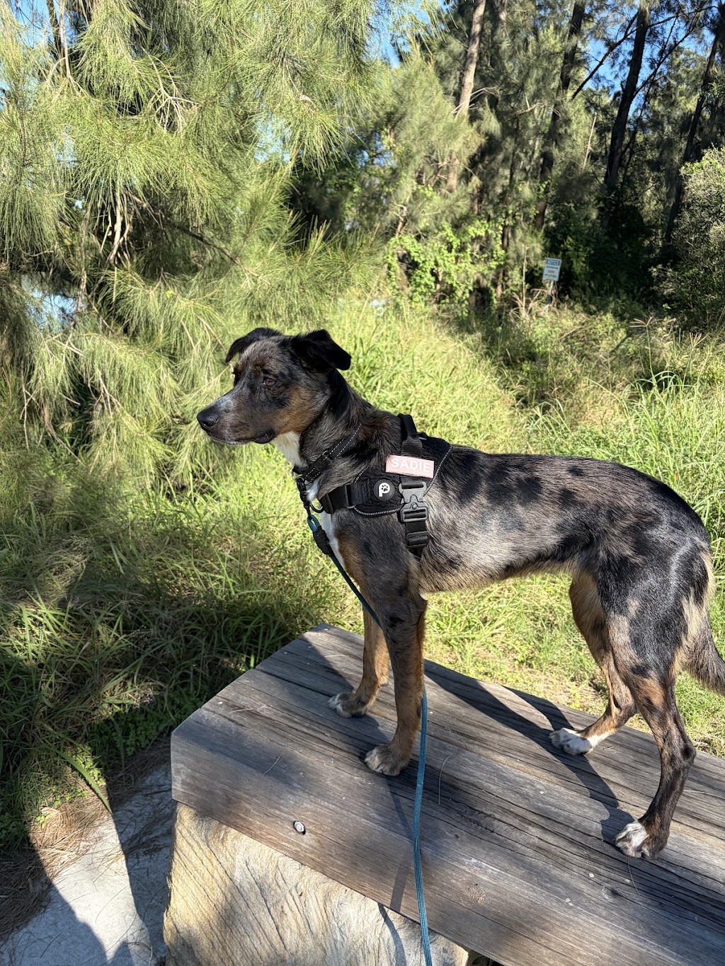 Cutting Edge Canine | 102 Talbot Rd, Hazelbrook NSW 2779, Australia | Phone: 0410 672 228