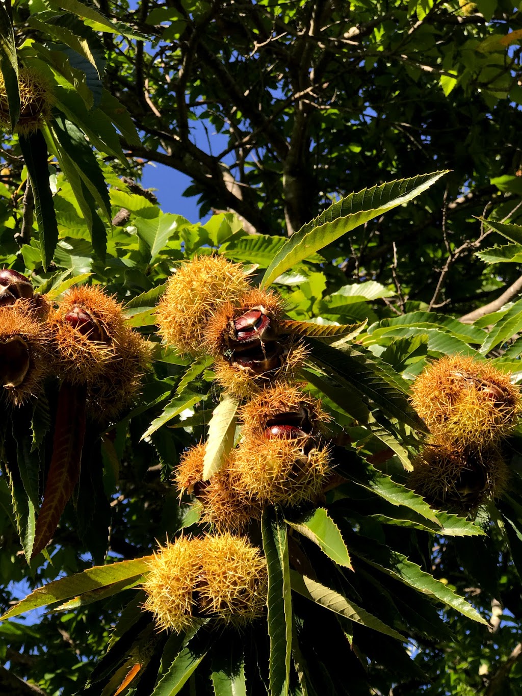 Kookootonga Chestnut and Walnut Farm | food | 247 Mount Irvine Rd, Mount Irvine NSW 2786, Australia | 0498863414 OR +61 498 863 414