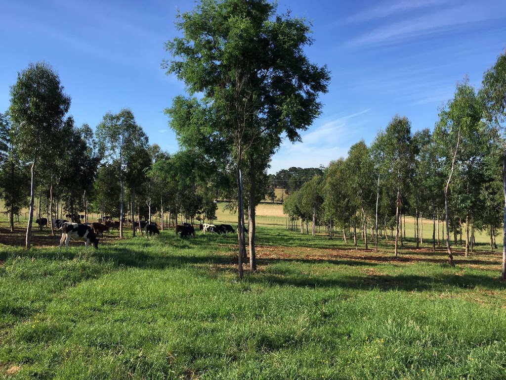 Camaray Farm | 38 Cazalys Rd, Buln Buln VIC 3821, Australia | Phone: 0437 487 742