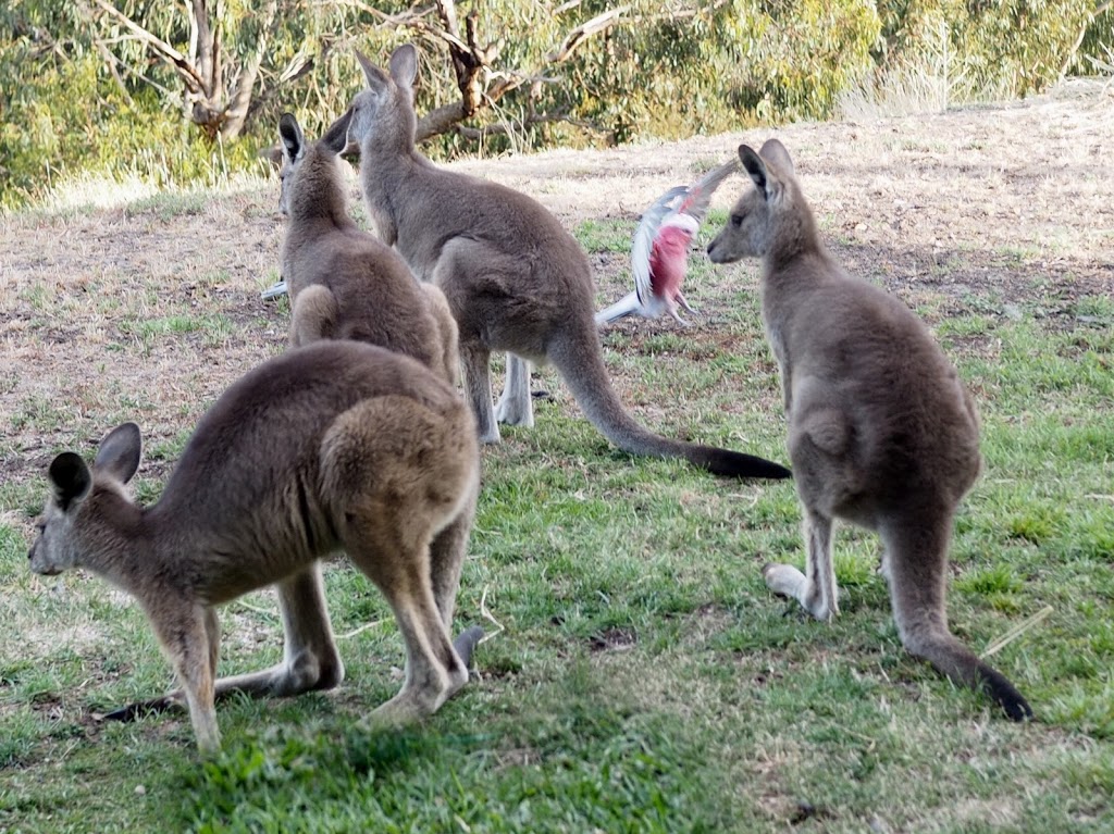 Wildhaven Wildlife Shelter | park | 2290 Heidelberg-Kinglake Rd, St Andrews VIC 3761, Australia | 0448832031 OR +61 448 832 031