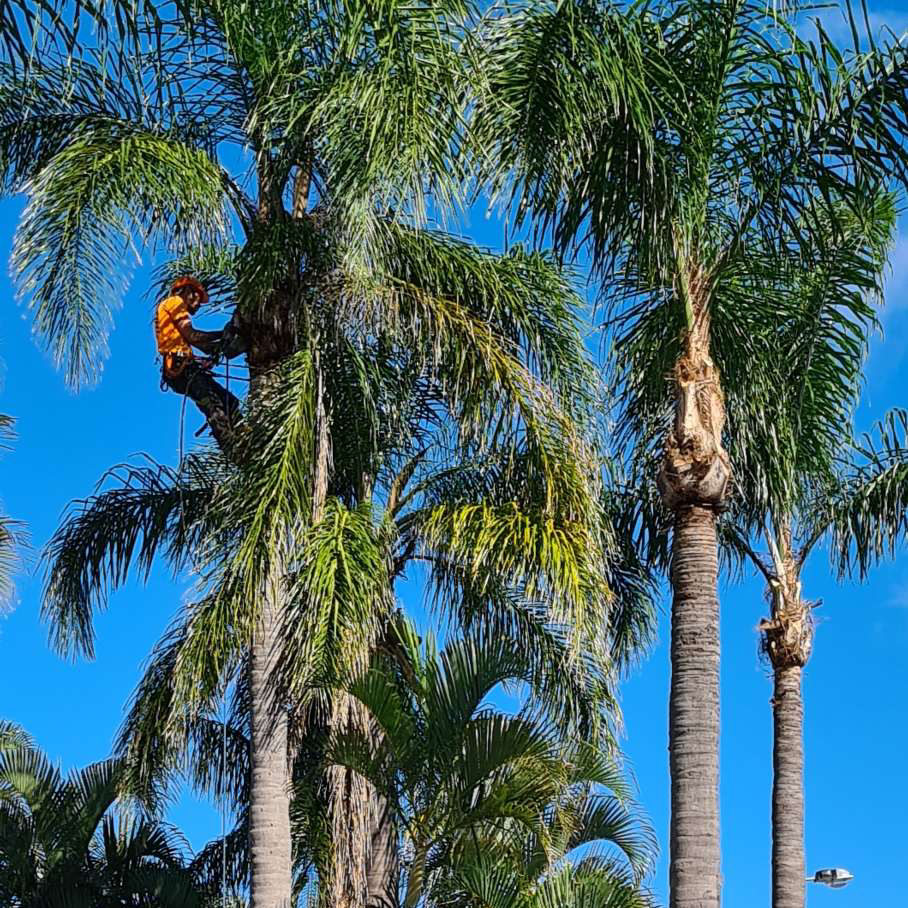 Tree Lopping Gold Coast - Palm Tree Removal & Trimming Experts | 19 Bluetail Cres, Upper Coomera QLD 4209, Australia | Phone: 0466 822 477