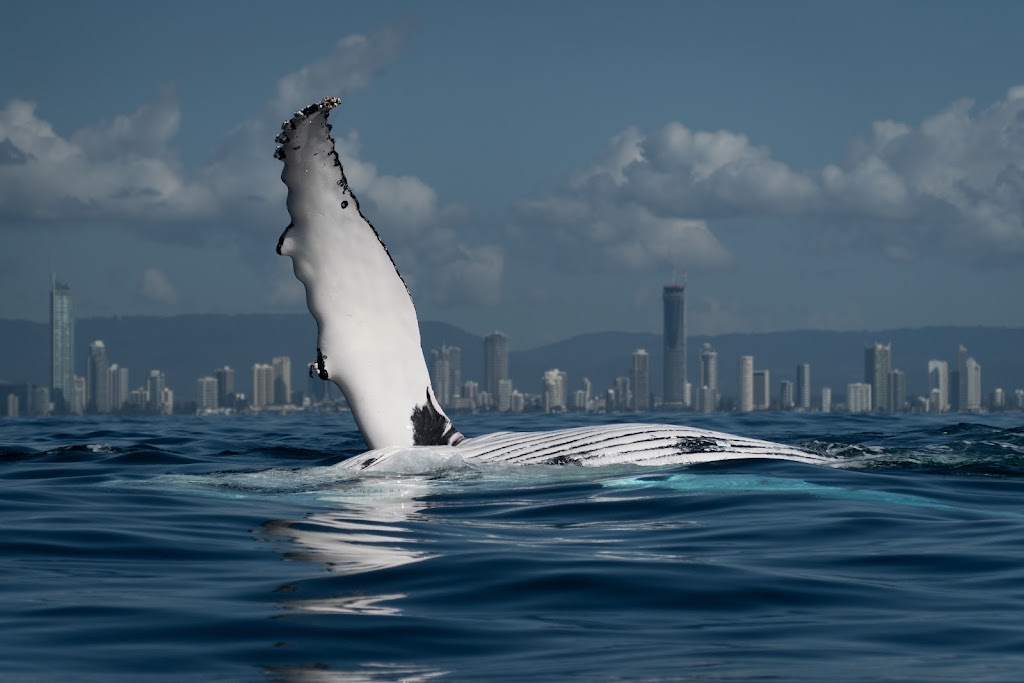 Gold Coast Whale Watch | travel agency | Muriel Henchman Dr, Main Beach QLD 4217, Australia | 0414293034 OR +61 414 293 034