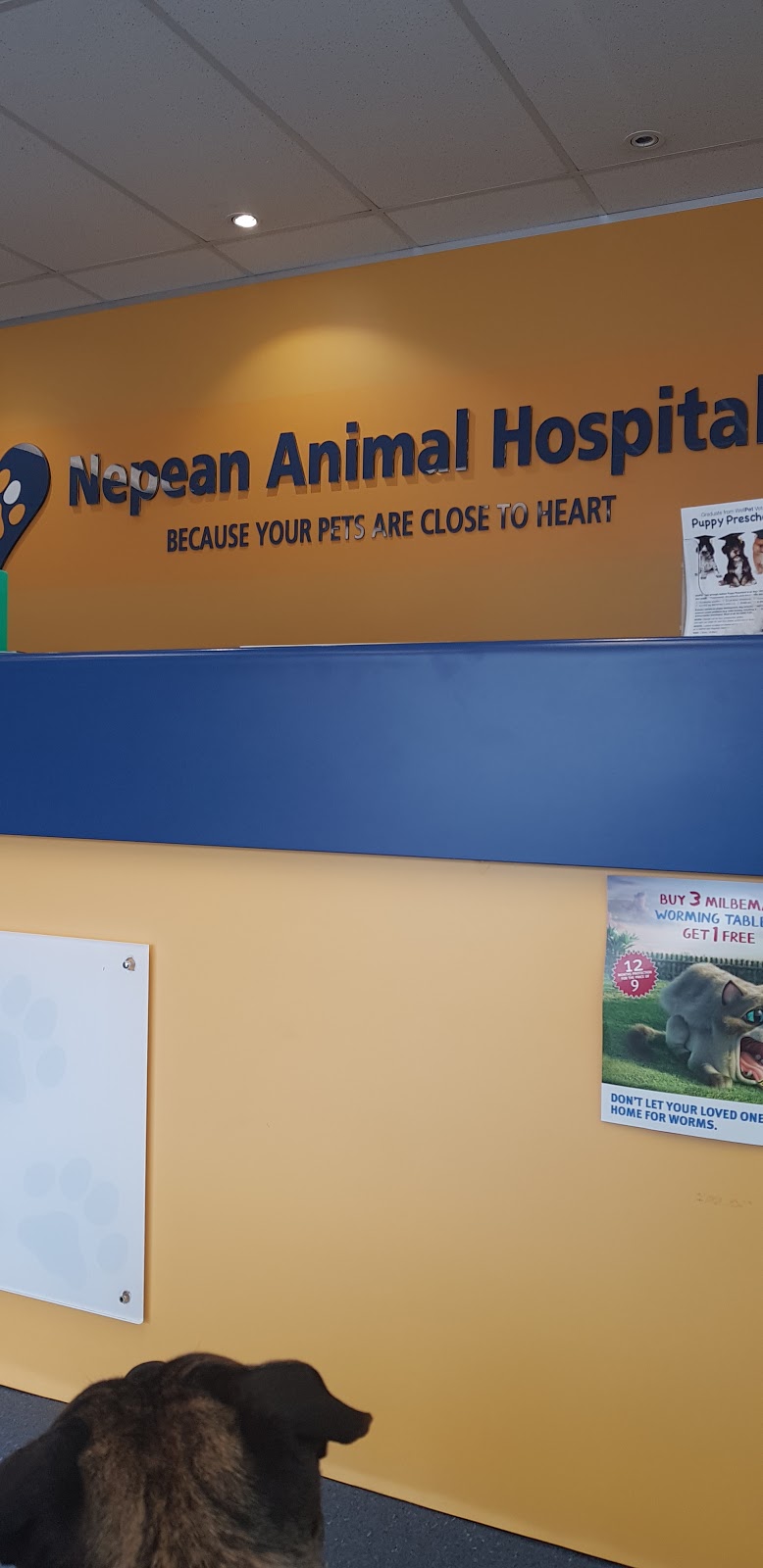 Nepean Animal Hospital | veterinary care | 50 Mulgoa Rd, Regentville NSW 2745, Australia | 0247333456 OR +61 2 4733 3456