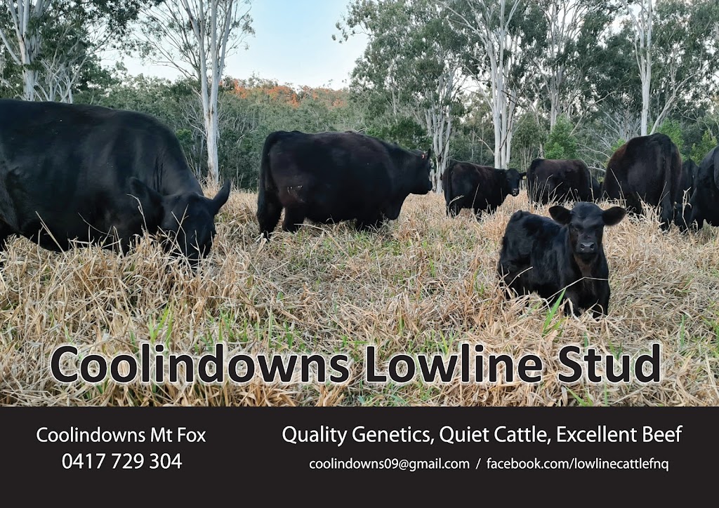 Coolindowns Lowline Stud | store | Knuckledown Rd, Mount Fox QLD 4850, Australia | 0417729304 OR +61 417 729 304