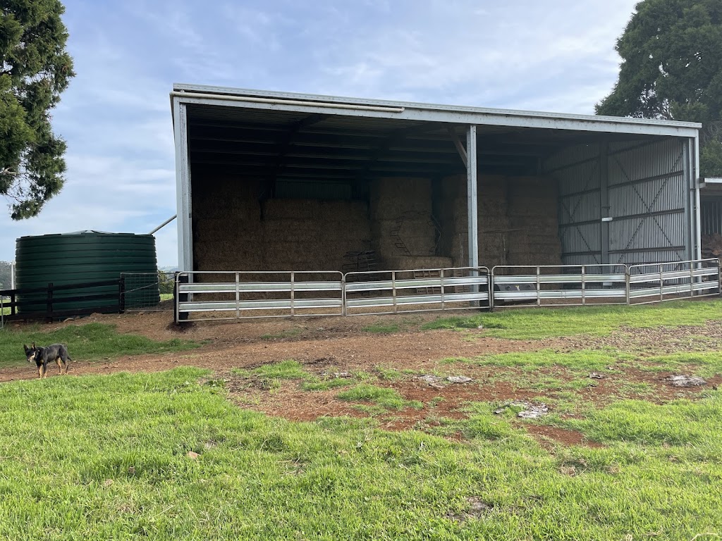 Tandara Angus Stud | 31 Paddys Plains Rd, North Dorrigo NSW 2453, Australia | Phone: (02) 6657 5275