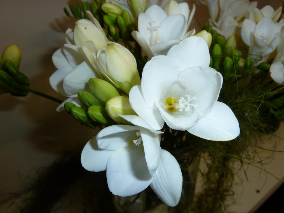 Scottsdale Florist & Gifts | florist | 33 King St, Scottsdale TAS 7260, Australia | 0363522882 OR +61 3 6352 2882