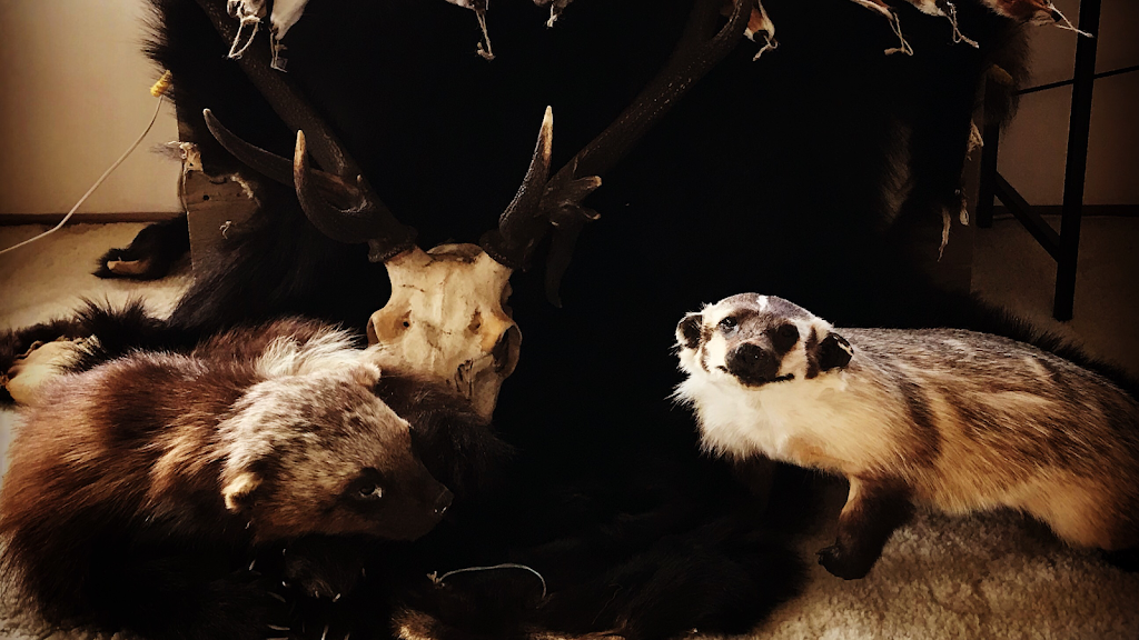 Fox Hollow Taxidermy | 3 West St, Casino NSW 2470, Australia | Phone: 0423 133 550