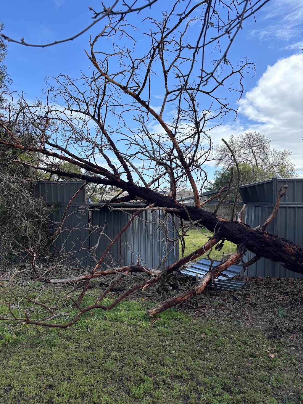 Bunyip Tree Solutions | 23 Doran Rd, Bunyip VIC 3815, Australia | Phone: 0421 286 983