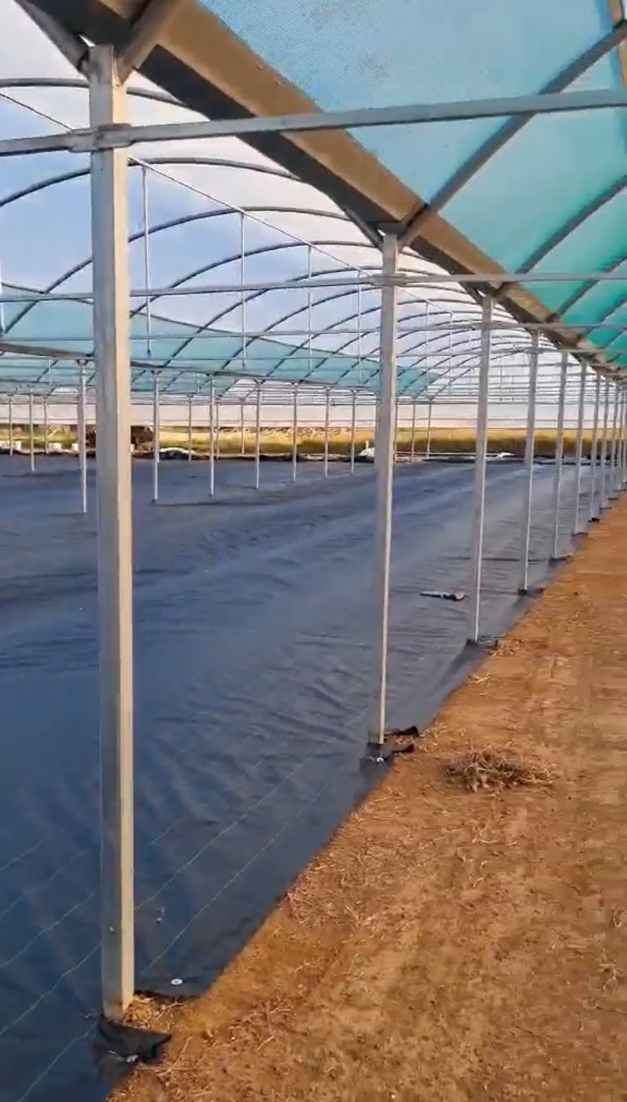 Teds Greenhouses | 65 Pratten St, Kemps Creek NSW 2178, Australia | Phone: 0416 201 117
