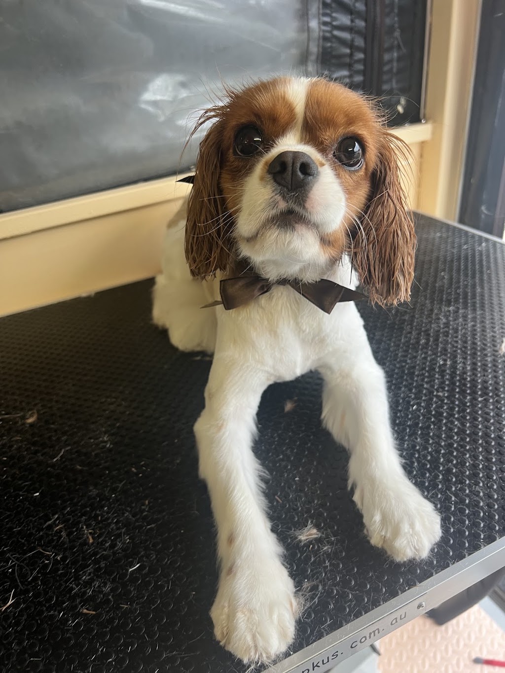 Bark Avenue Dog Grooming | 6 East St, Blakehurst NSW 2221, Australia | Phone: 0423 206 208