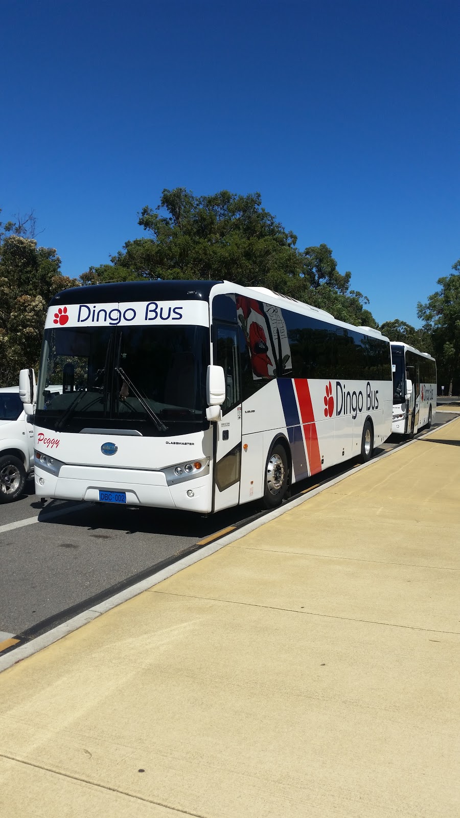 Dingo Bus Charter | 1 Muros Pl, Midvale WA 6056, Australia | Phone: 1300 854 533