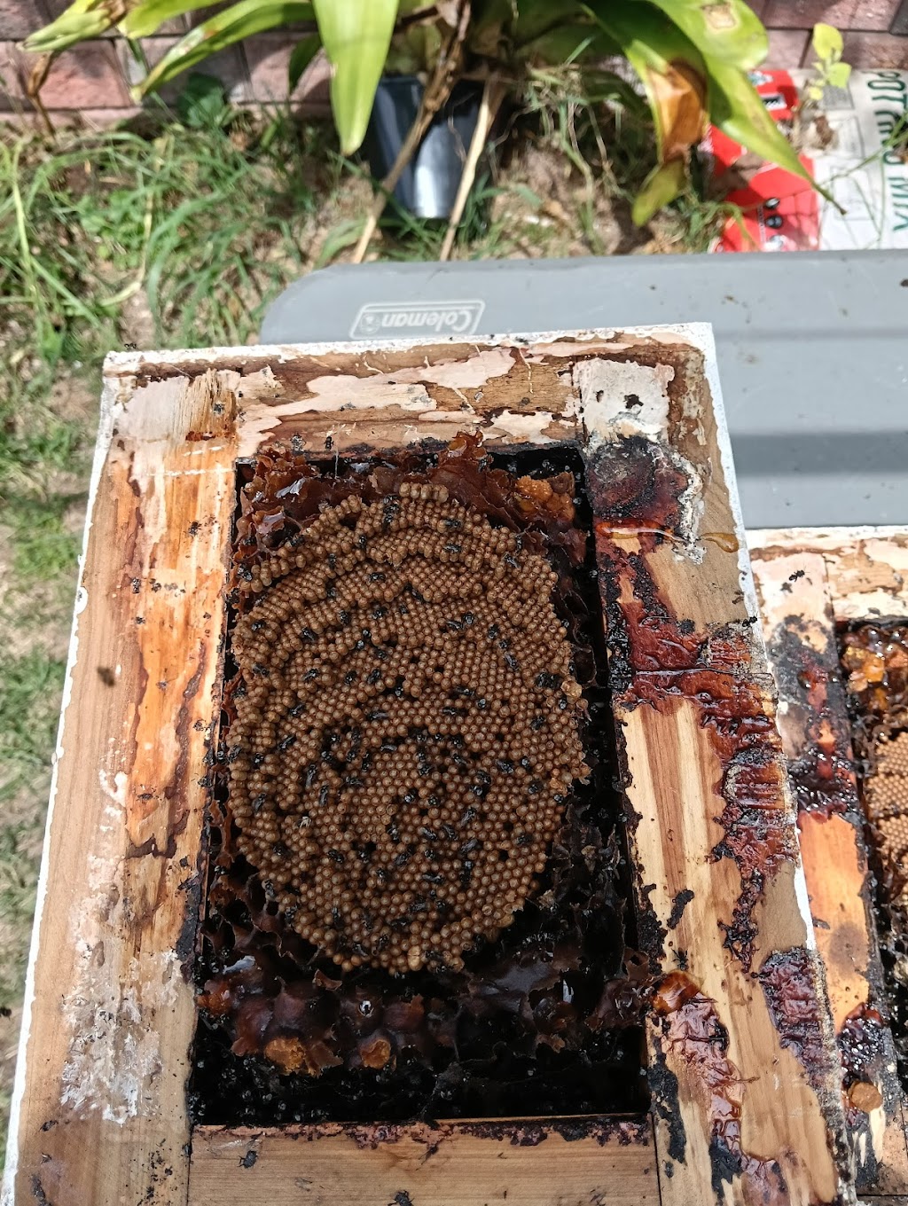 Beekeeping Honey & Native | 5 Fitzgibbon Ln, Rosemeadow NSW 2560, Australia | Phone: 1300 842 520