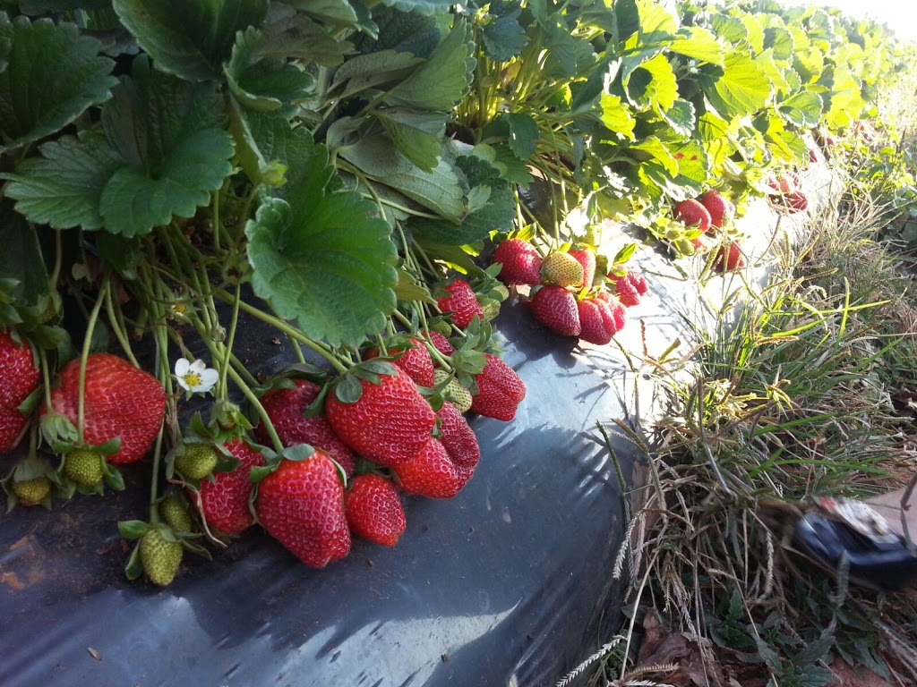 SSS Strawberries | 11 Rosedale Rd, Oakwood QLD 4670, Australia | Phone: (07) 3726 9554