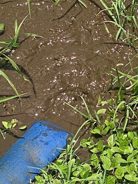 CLEAR WATER TANK CLEANERS | 30 Dodson Ln, Cawarral QLD 4702, Australia | Phone: 0447 008 289