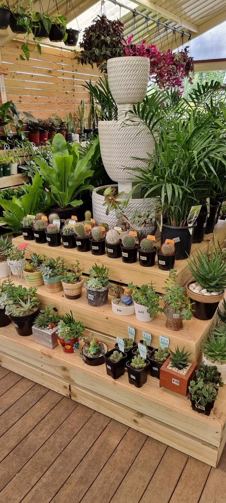Plant smile Nursery | 19 Lorenzo Cres, Rosemeadow NSW 2560, Australia | Phone: 0433 963 878