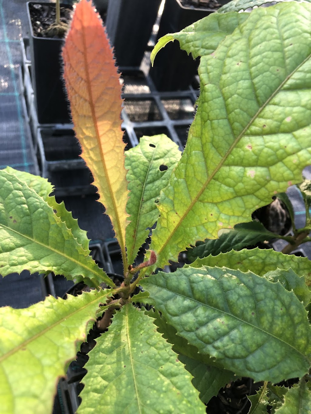 Plumtree Pocket Nursery | 28 Plumtree Pocket, Upper Burringbar NSW 2483, Australia | Phone: 0439 557 438