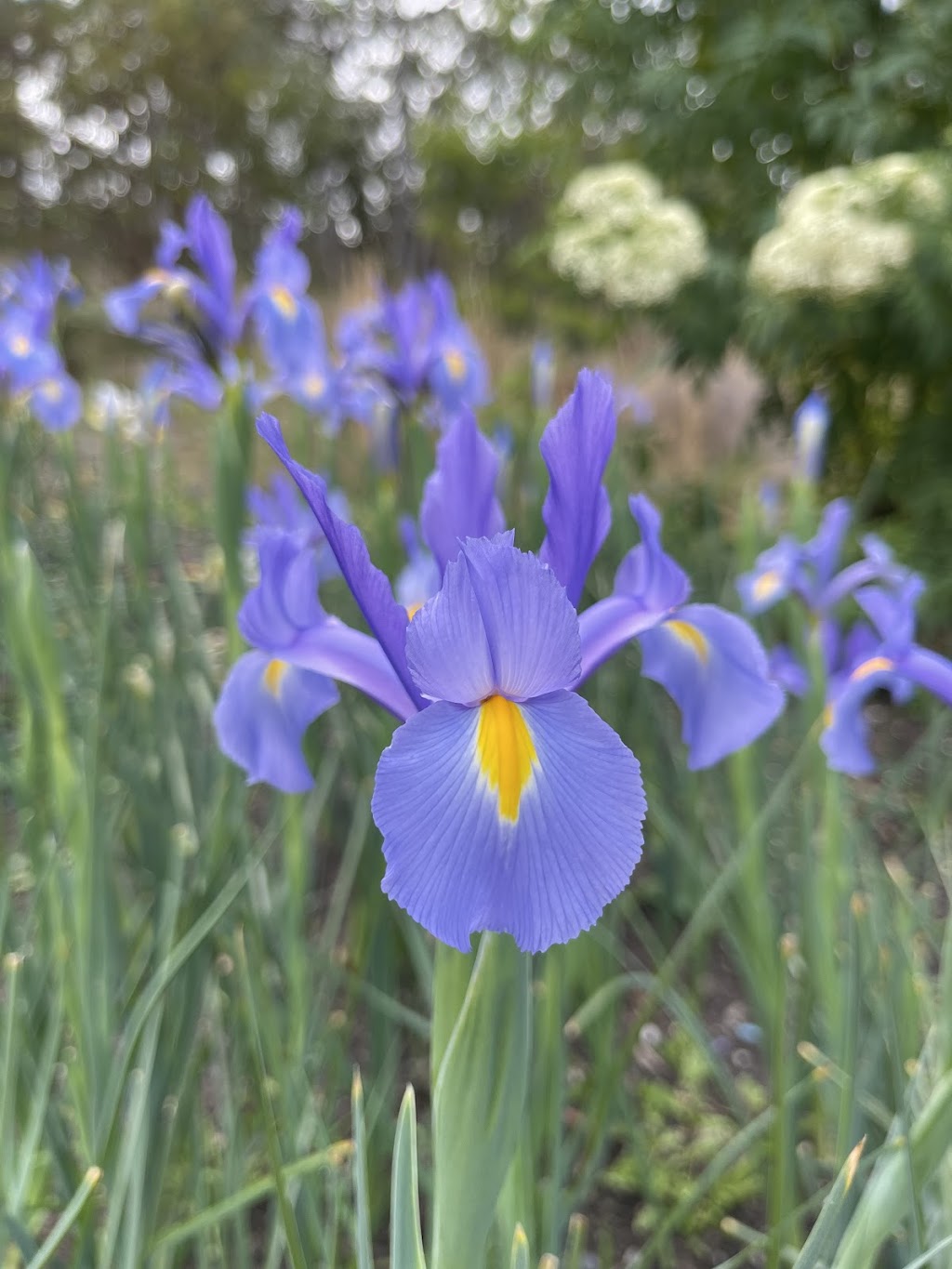 Tannorwood Flower Farm | 80 Dooralong Rdg Dr, Dooralong NSW 2259, Australia | Phone: 0402 299 319