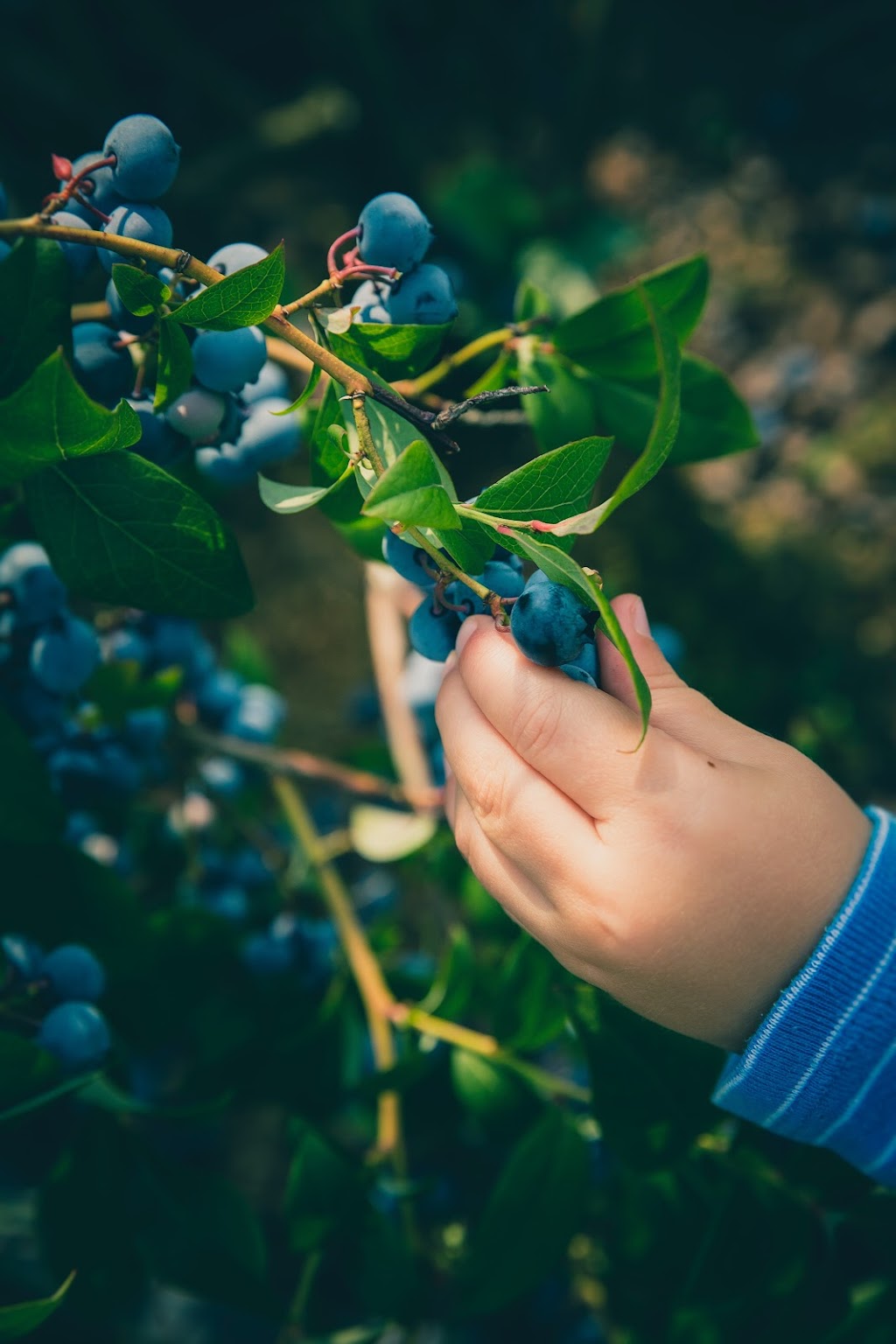 Alpine Blueberries | 173 Beaudesert Nerang Rd, Nerang QLD 4211, Australia | Phone: 0433 139 289