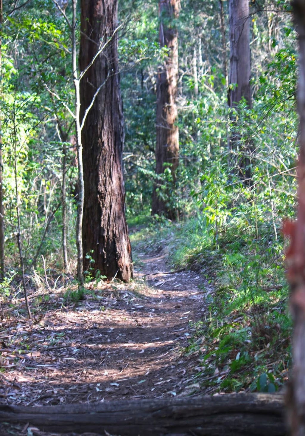 Blackbutt Forest Reserve | park | Shellharbour Rd, Shellharbour NSW 2529, Australia | 0242216169 OR +61 2 4221 6169
