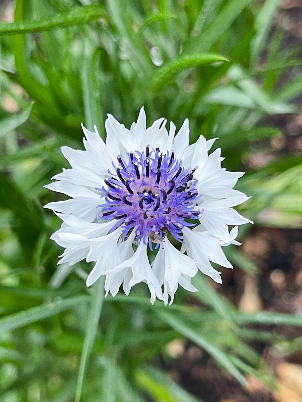 Tannorwood Flower Farm | 80 Dooralong Rdg Dr, Dooralong NSW 2259, Australia | Phone: 0402 299 319