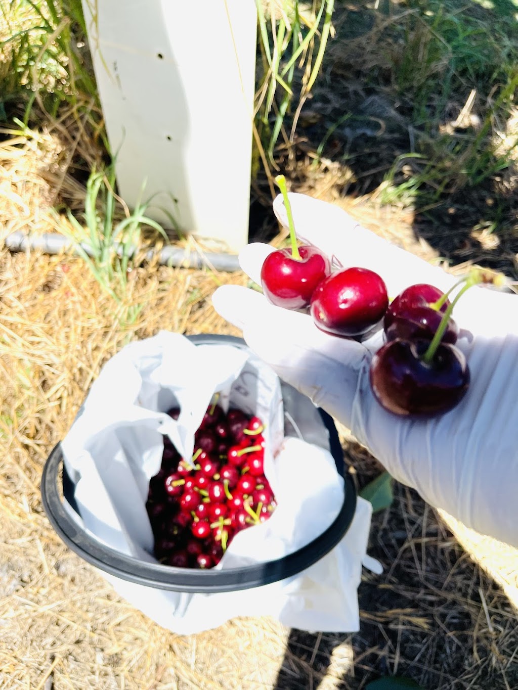 Dellios Orchards | 664 Bacchus Marsh Rd, Bacchus Marsh VIC 3340, Australia | Phone: (03) 5367 5297