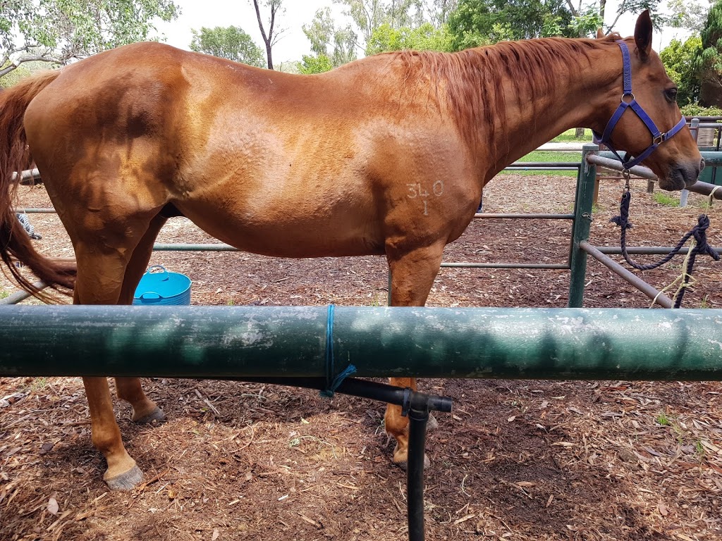 Riding for the Disabled Association (NSW) - Nepean Centre | 18 Samuel Marsden Rd, Orchard Hills NSW 2748, Australia | Phone: (02) 9623 4173