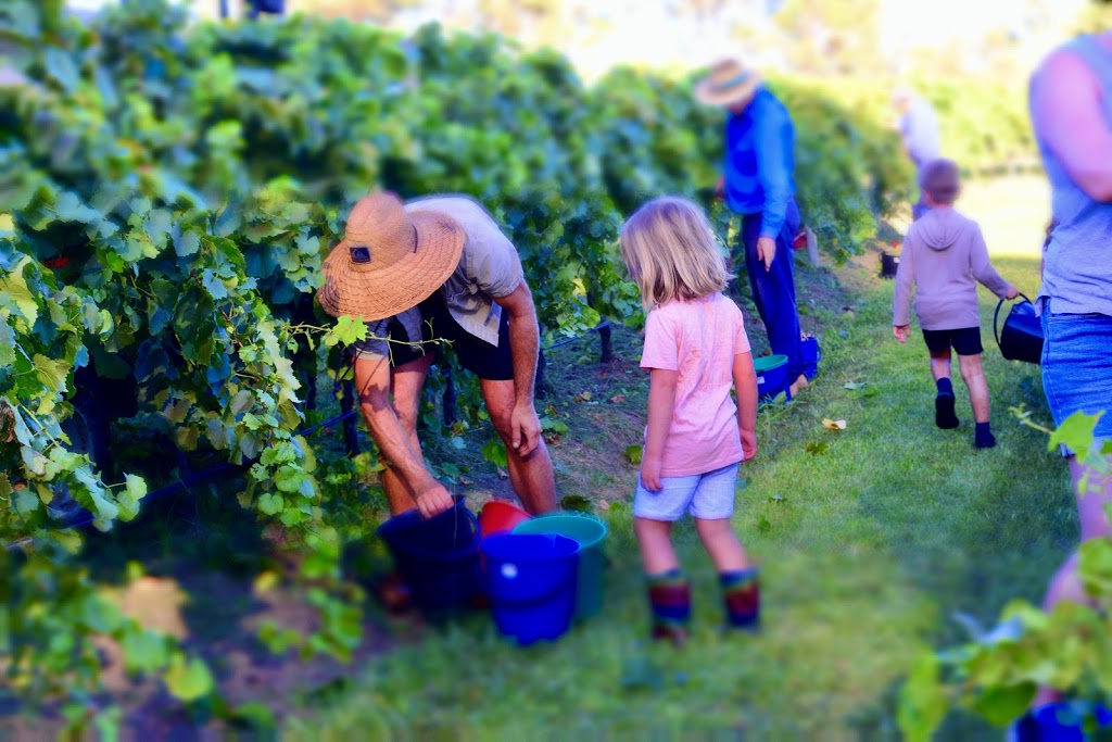 Faulls Ridge Wine | 611 The Bucketts Way, Tugrabakh NSW 2422, Australia | Phone: 0409 121 304