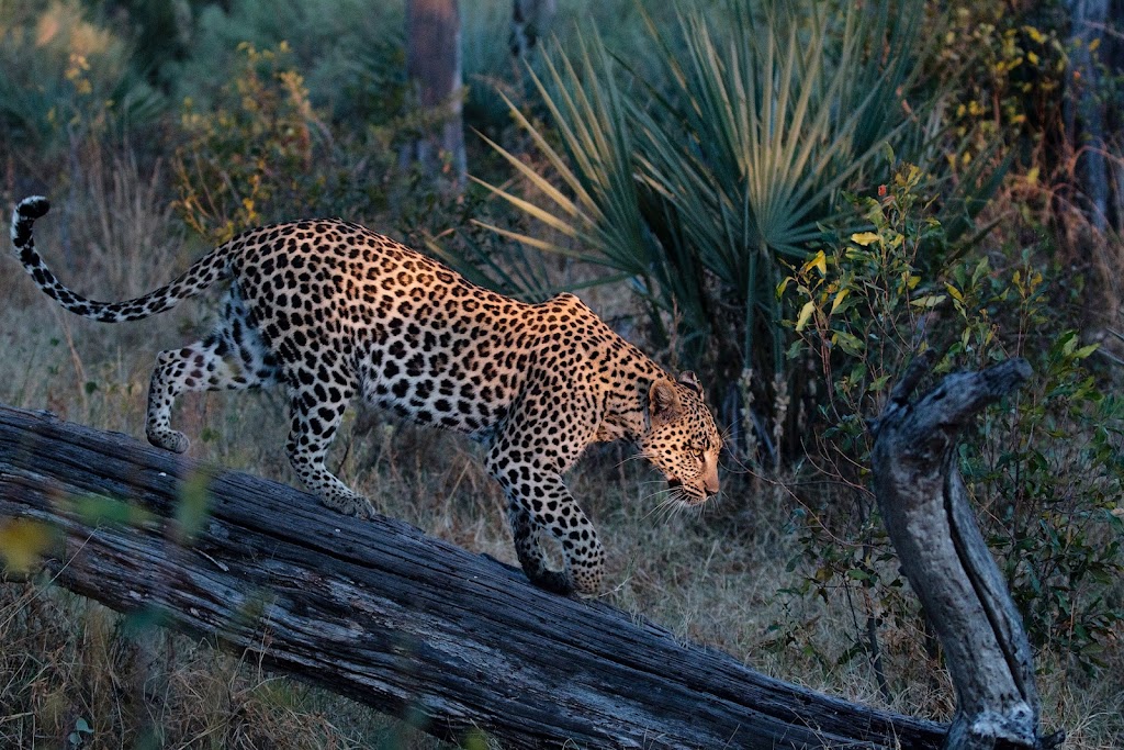 African Family Safaris | 42 Rigney Dr, Brierfield NSW 2454, Australia | Phone: (02) 6655 1838