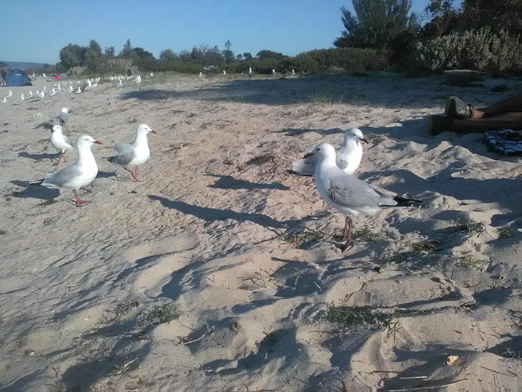 Tyrone Foreshore Campground | 2120 Point Nepean Rd, Rye VIC 3941, Australia | Phone: (03) 5985 3288