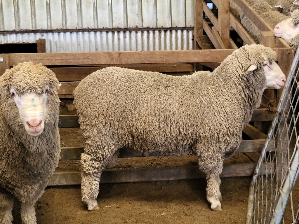 Goldalea Poll Merino Stud | 279 H Hays Rd, Karabeal VIC 3294, Australia | Phone: 0488 943 314