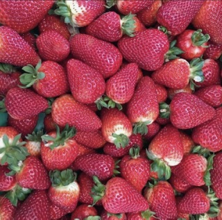Naturipe Fruits - Bacchus Marsh Strawberry Farm | 534 Bacchus Marsh Rd, Bacchus Marsh VIC 3340, Australia | Phone: 0419 340 363