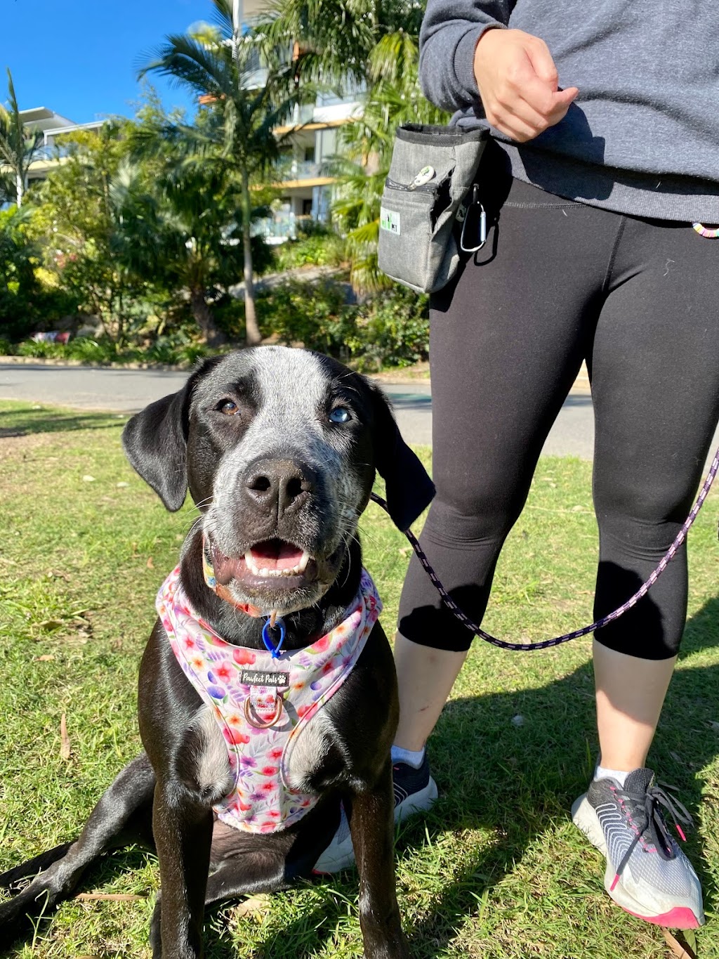 Bayside K9 Training | 36 Solway Cres, Carbrook QLD 4130, Australia | Phone: 0411 668 696