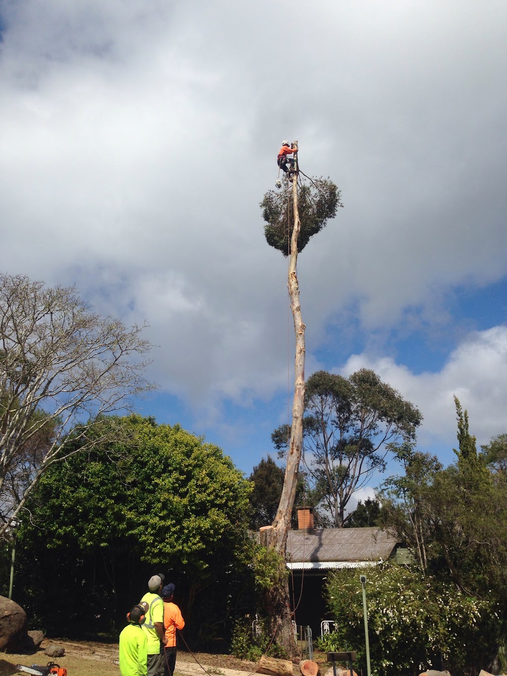 Gold Coast Tree Loppers | Helensvale QLD 4212, Australia | Phone: 0411 722 434