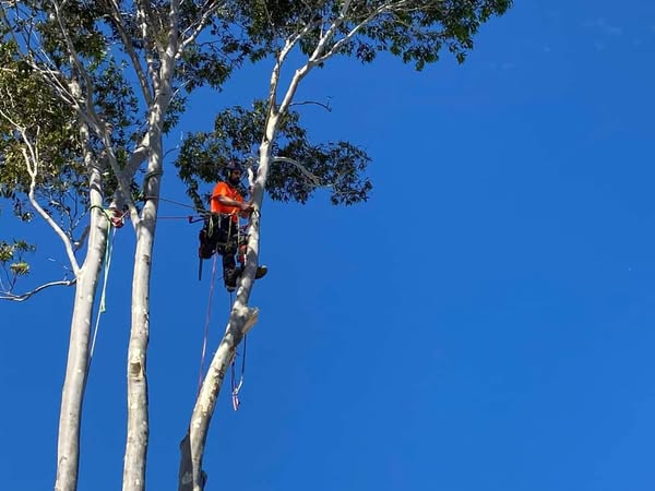 CNE Tree Services | 59 Jackson Ave, Sale VIC 3850, Australia | Phone: 0433 079 671