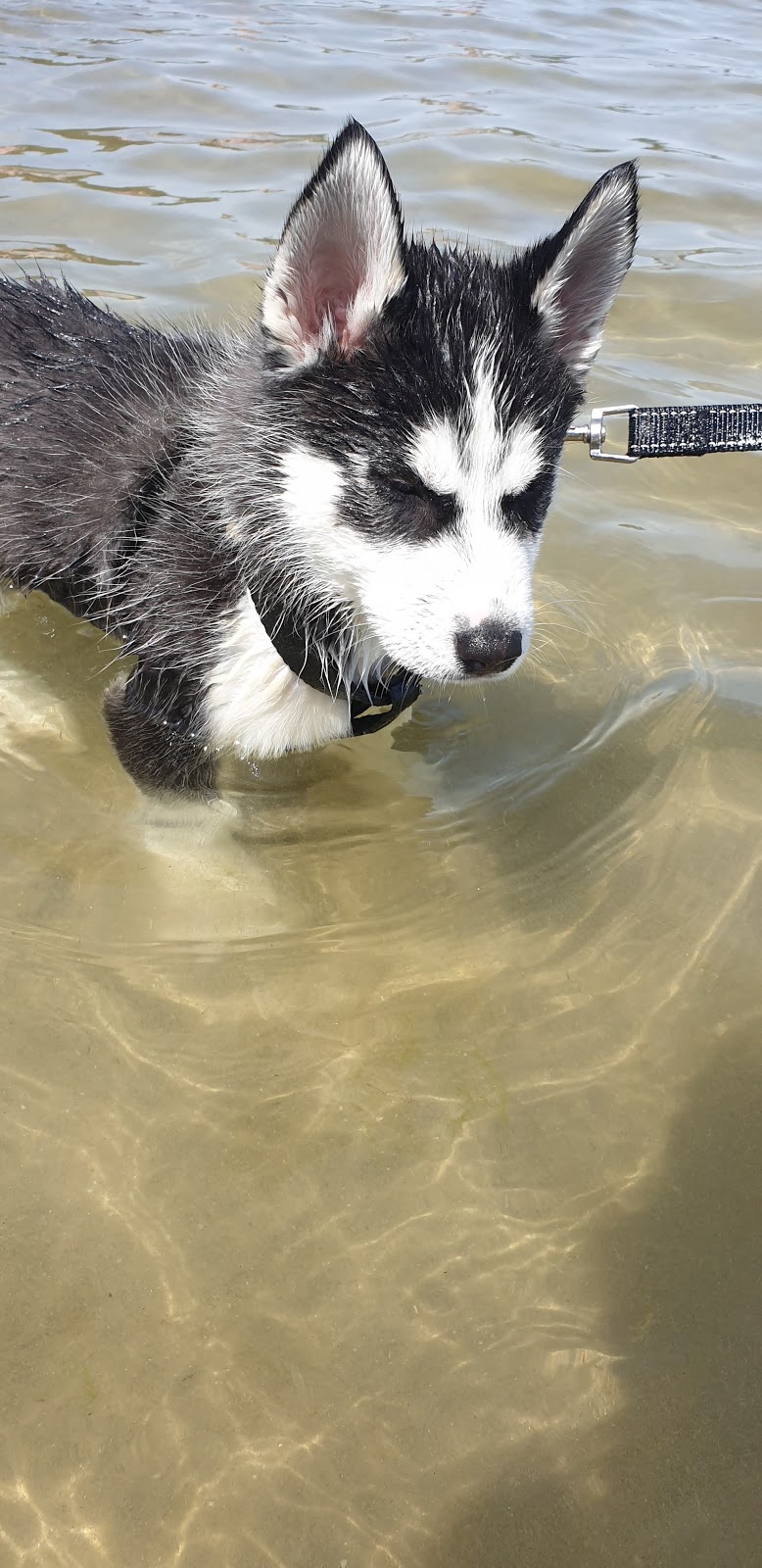 Mentone Dog Beach | park | Mentone Parade, Mentone VIC 3194, Australia