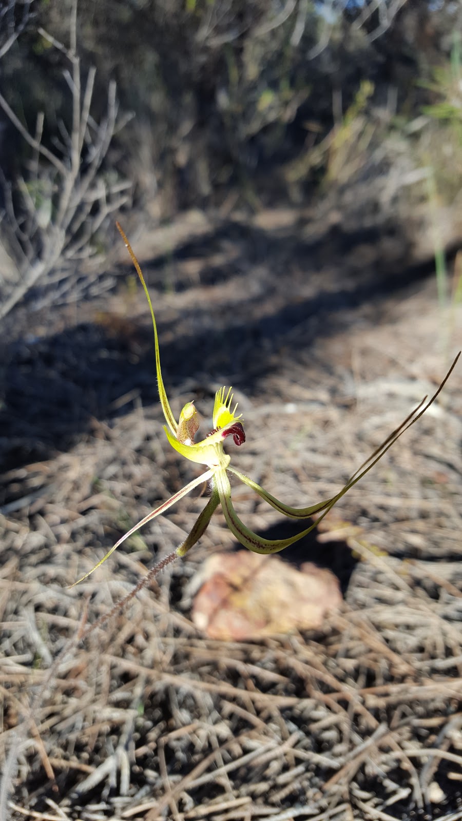 Macrocarpa Walk Trail | tourist attraction | Corrigin-Kulin Rd, Kulin West WA 6365, Australia | 0898801021 OR +61 8 9880 1021