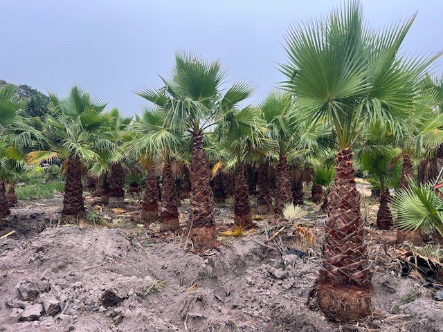Palm Sale | Cannons Creek Rd, Cannons Creek VIC 3977, Australia | Phone: 0409 147 918