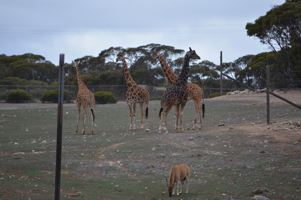 Monarto Zoo | zoo | Old Princes Hwy, Monarto South SA 5254, Australia | 0885344100 OR +61 8 8534 4100