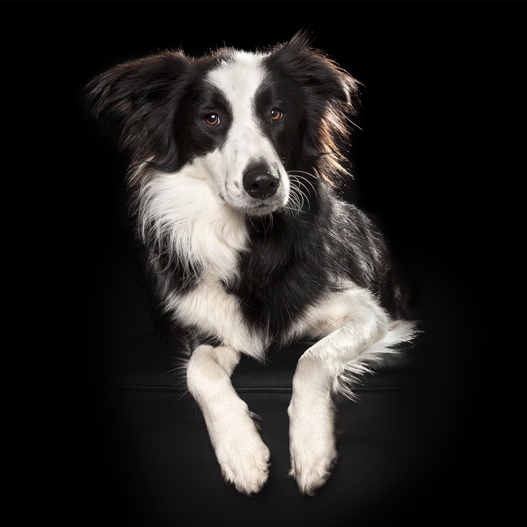 Wet Nose Studio - Pet Photography | Inverloch VIC 3996, Australia | Phone: 0423 707 551