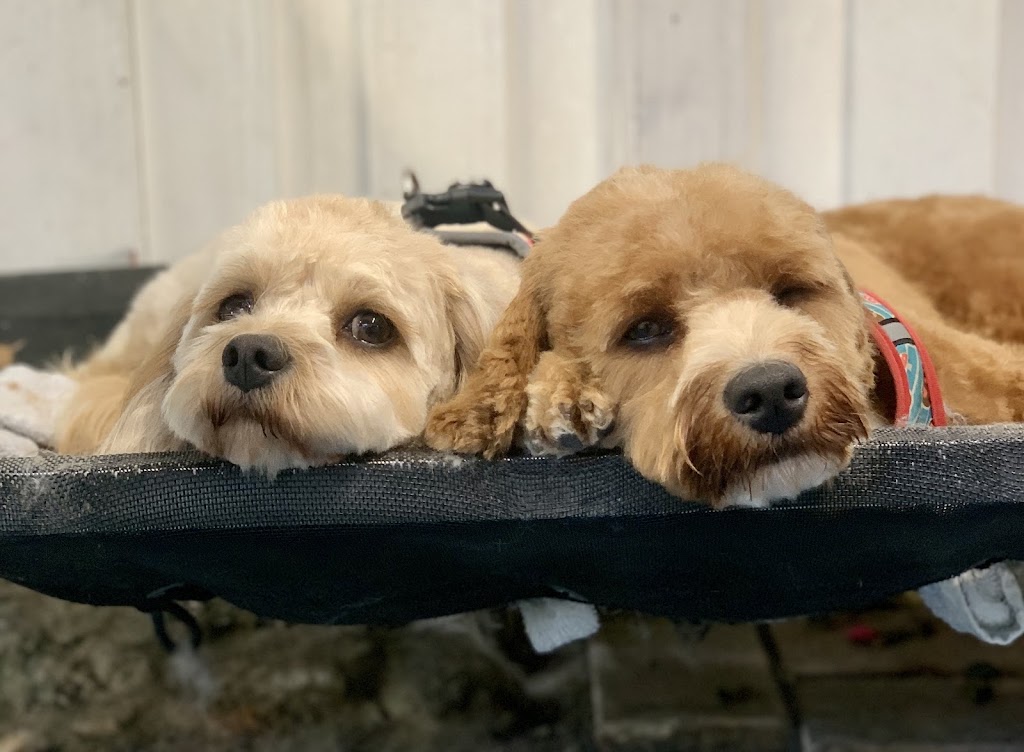 Debs Dog Parlour | 36 McArthur Dr, Falls Creek NSW 2540, Australia | Phone: 0414 683 751