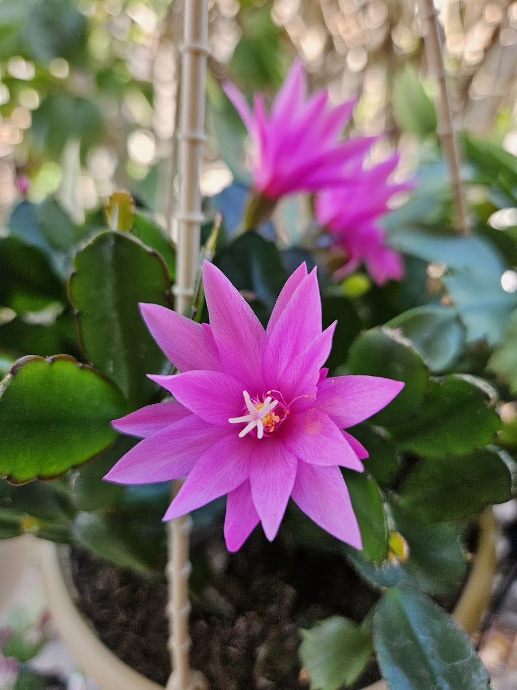 Schlumbergera Queensland | 35 Attewood Ave, Berrinba QLD 4117, Australia | Phone: 0407 432 368