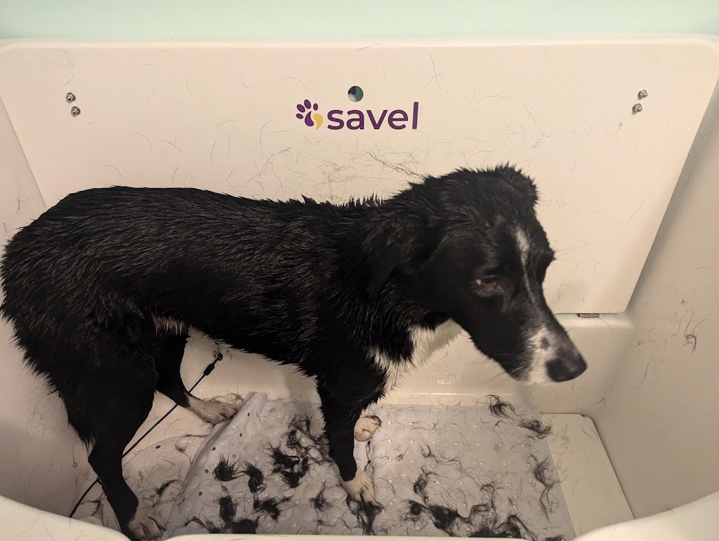 Billies Pet Spa | 535 Little Yarra Rd, Gladysdale VIC 3797, Australia | Phone: 0428 299 555