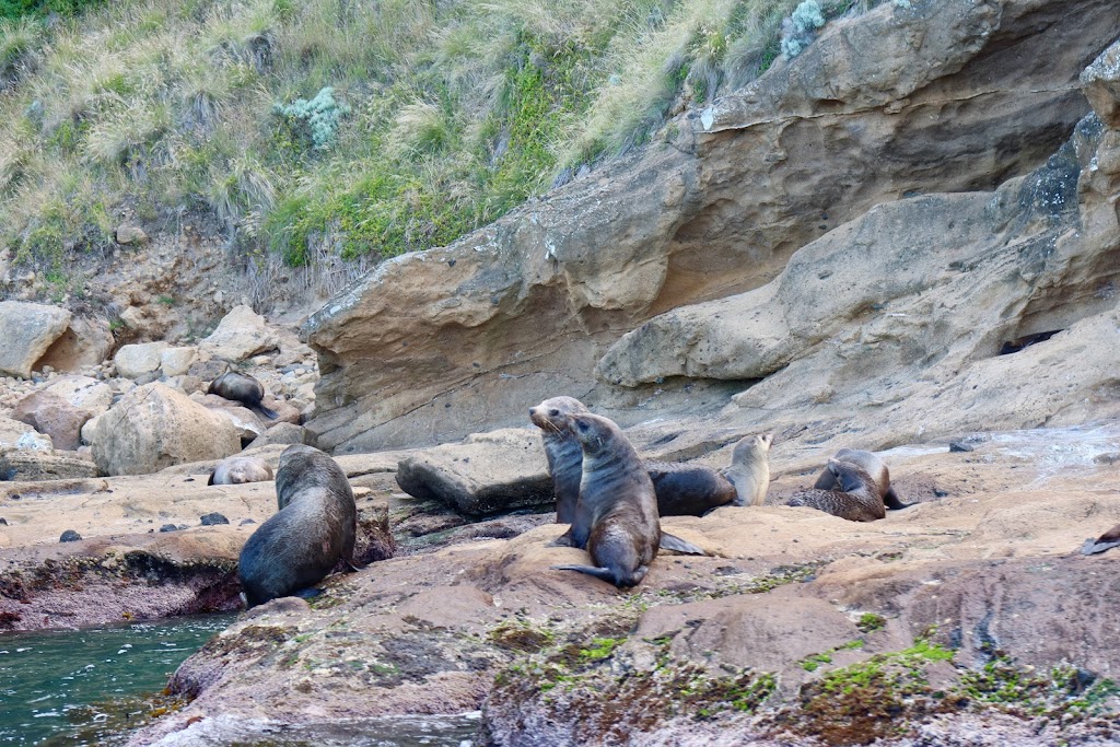Seals by Sea Tours | Corner of Bridgewater Road and, Flinders St, Portland VIC 3305, Australia | Phone: (03) 5526 7247